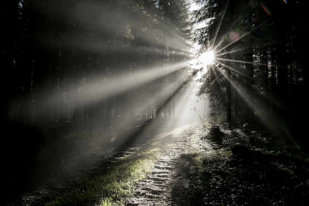 sun rays coming through green grass field