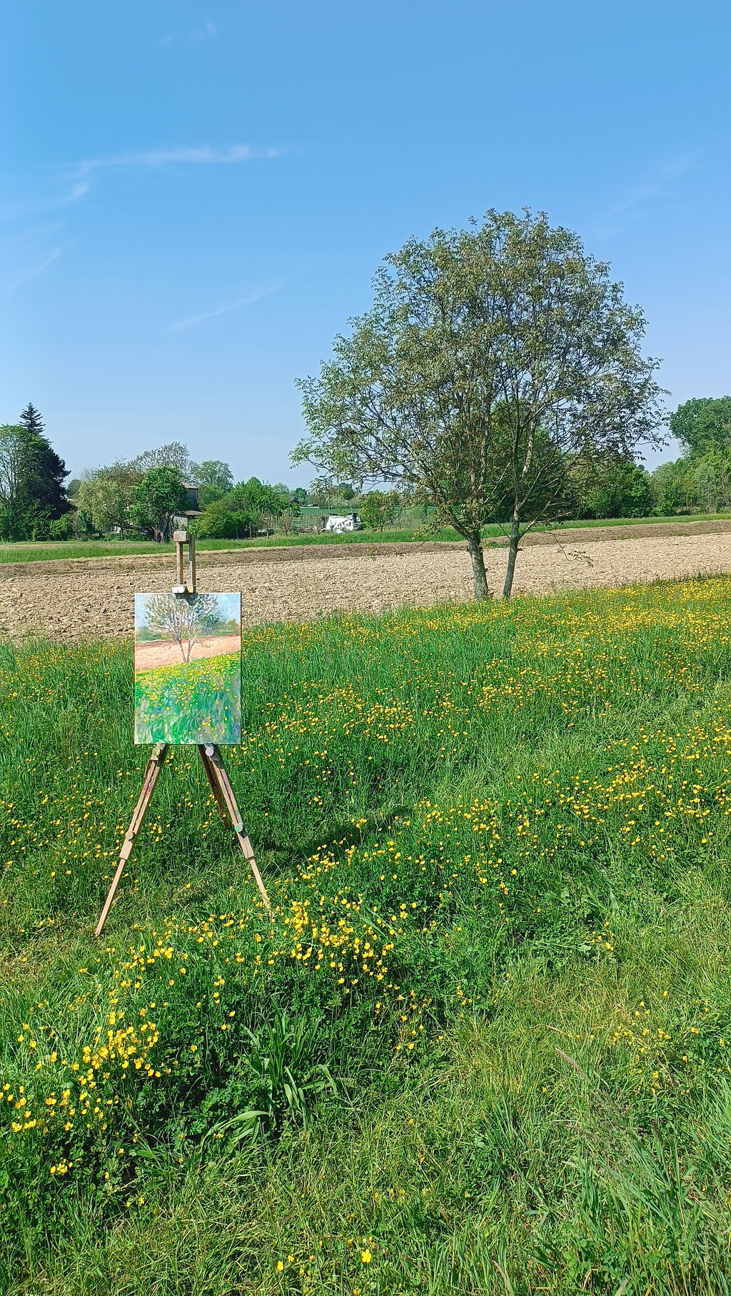 Prato in fiore II
