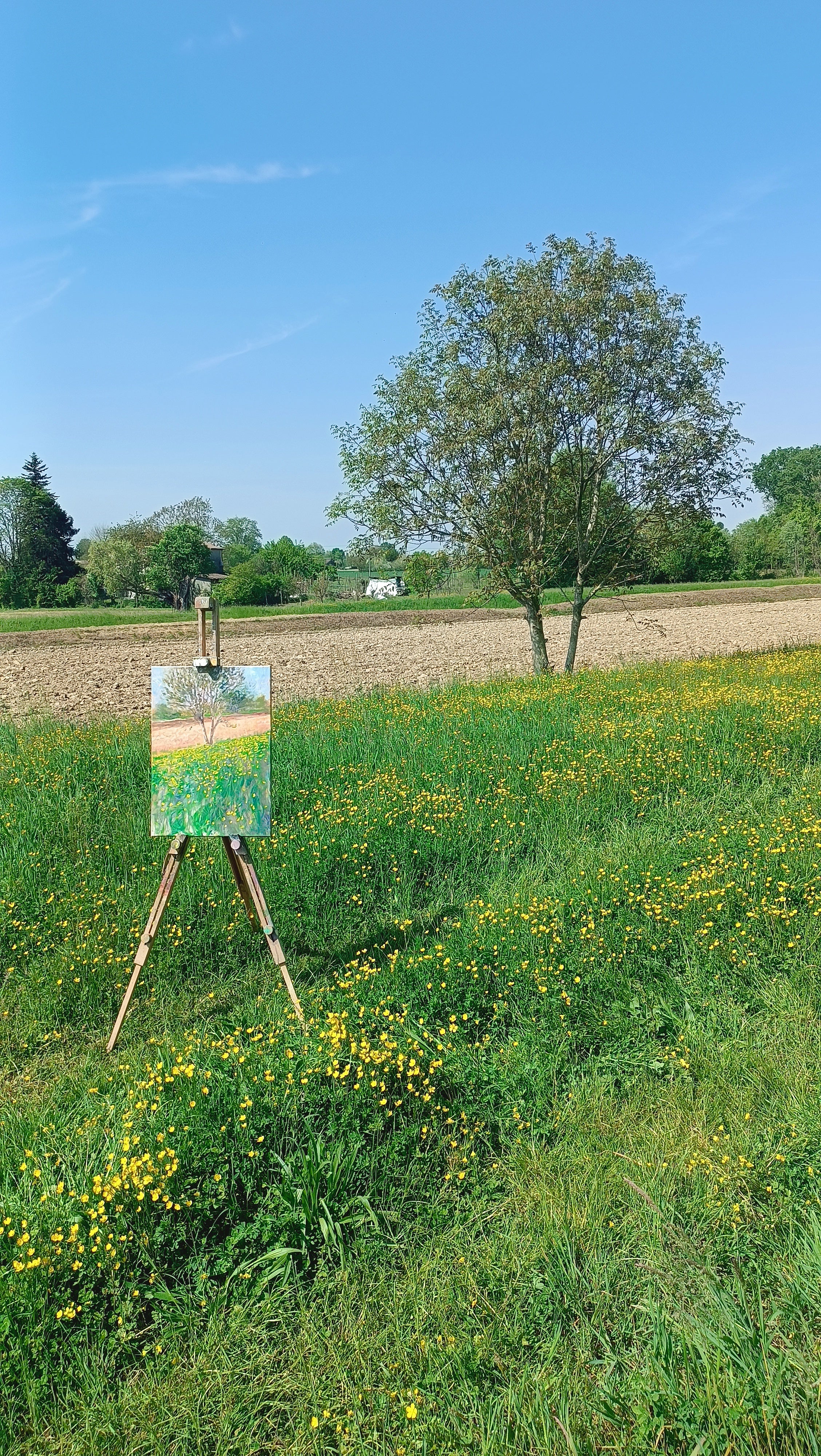 Prato in fiore II